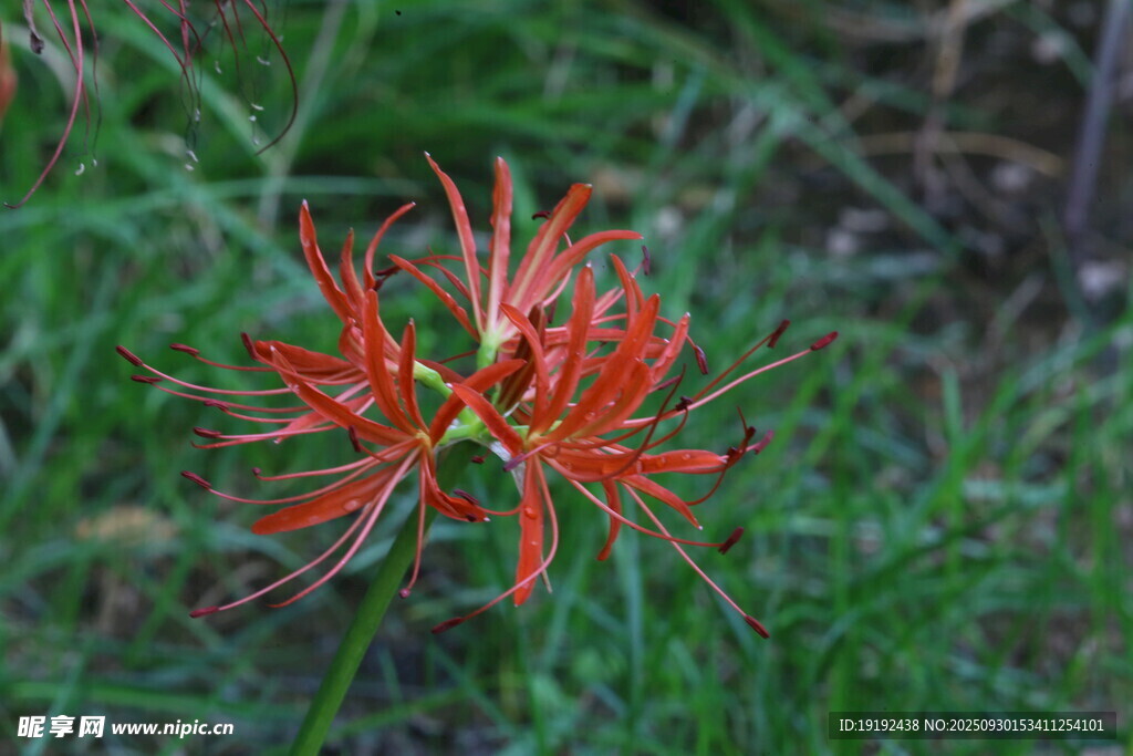 石蒜花  