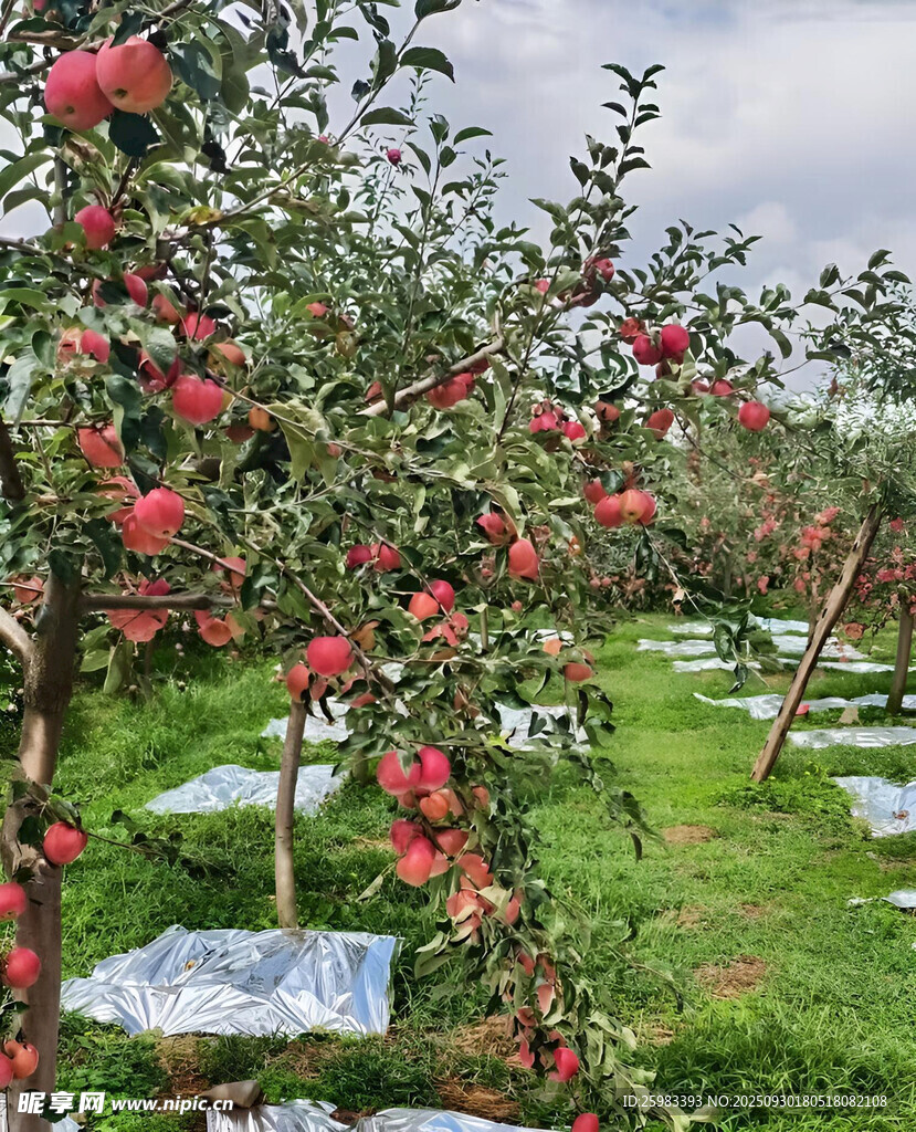 蘋果栽培