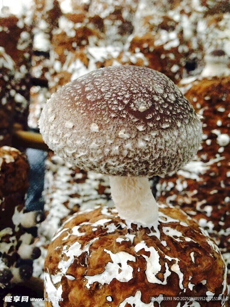 香菇栽培