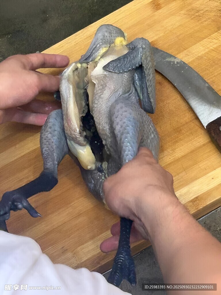 烏雞