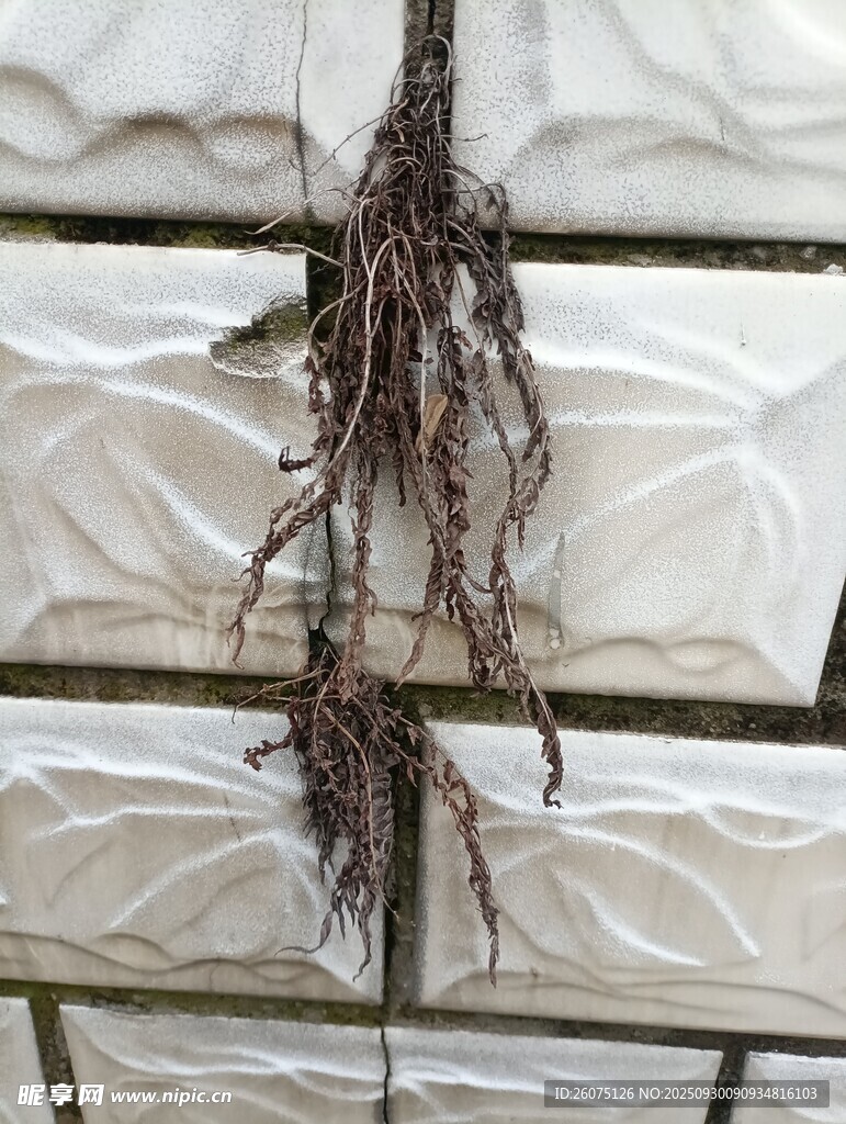 植物根系特寫