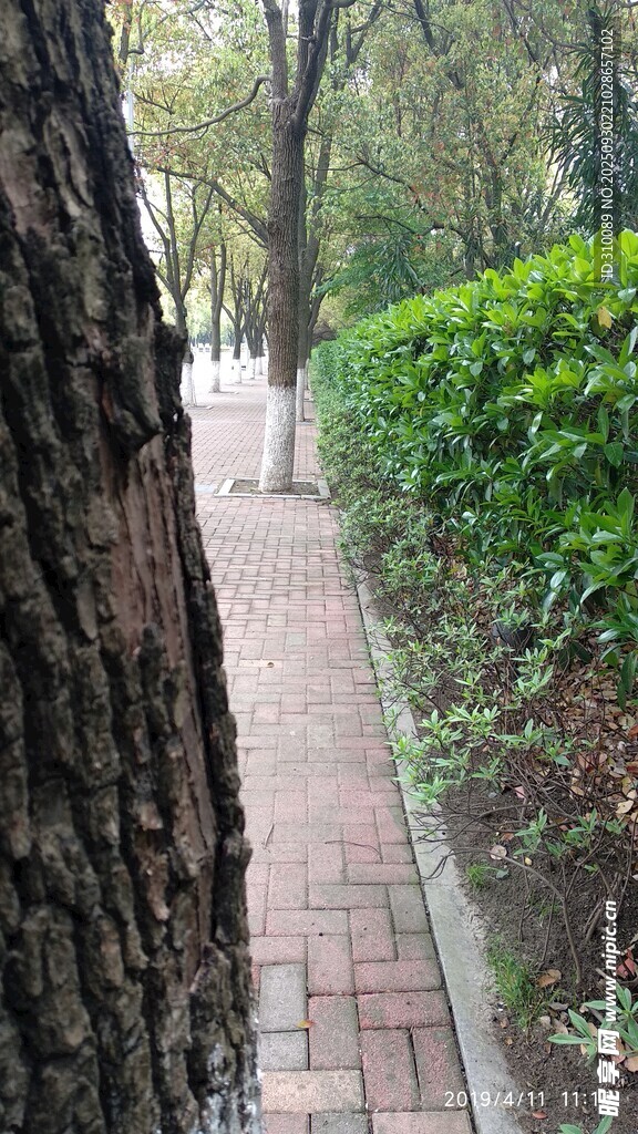 林間磚徑 綠意相伴