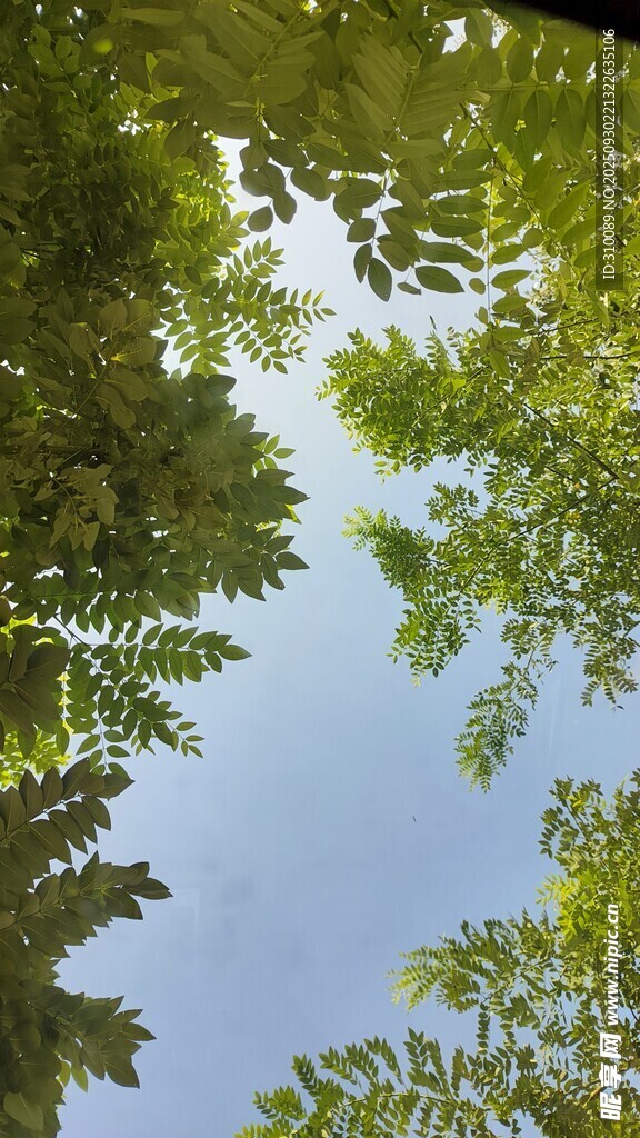 仰視綠樹間的藍(lán)天