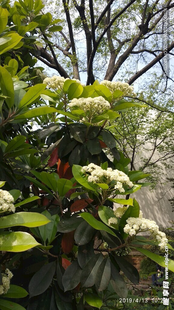 綠葉間綻放的白色花卉