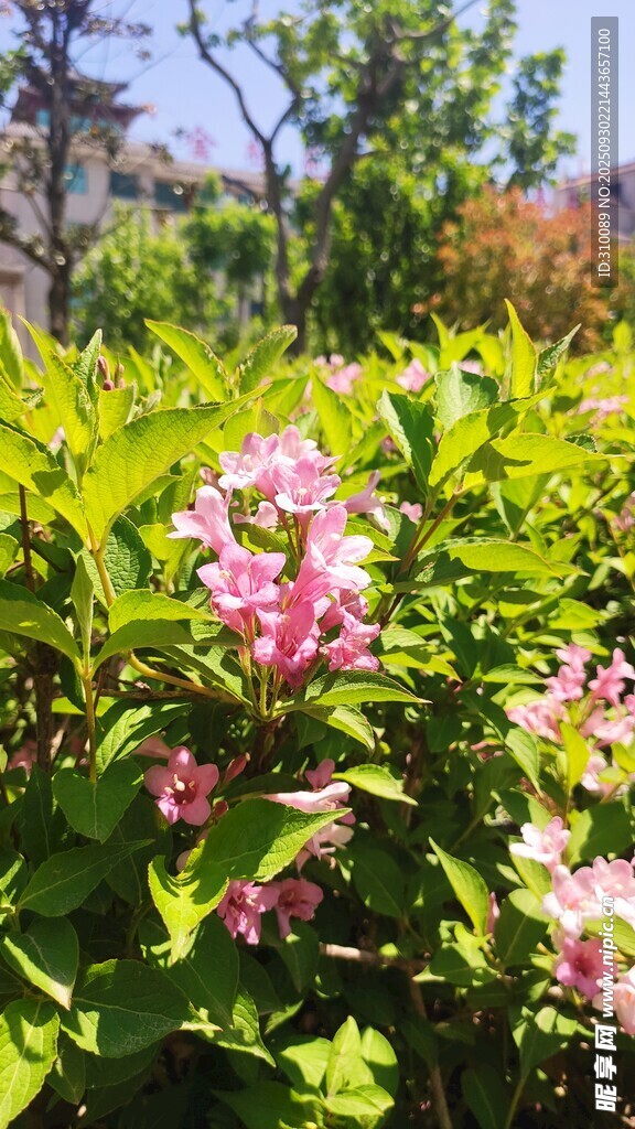 嬌艷粉色花朵綻放綠葉間
