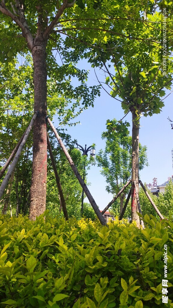 綠樹成蔭的自然景觀
