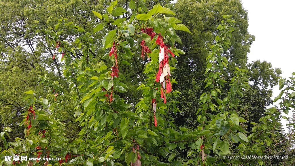 綠葉間的紅色懸掛物