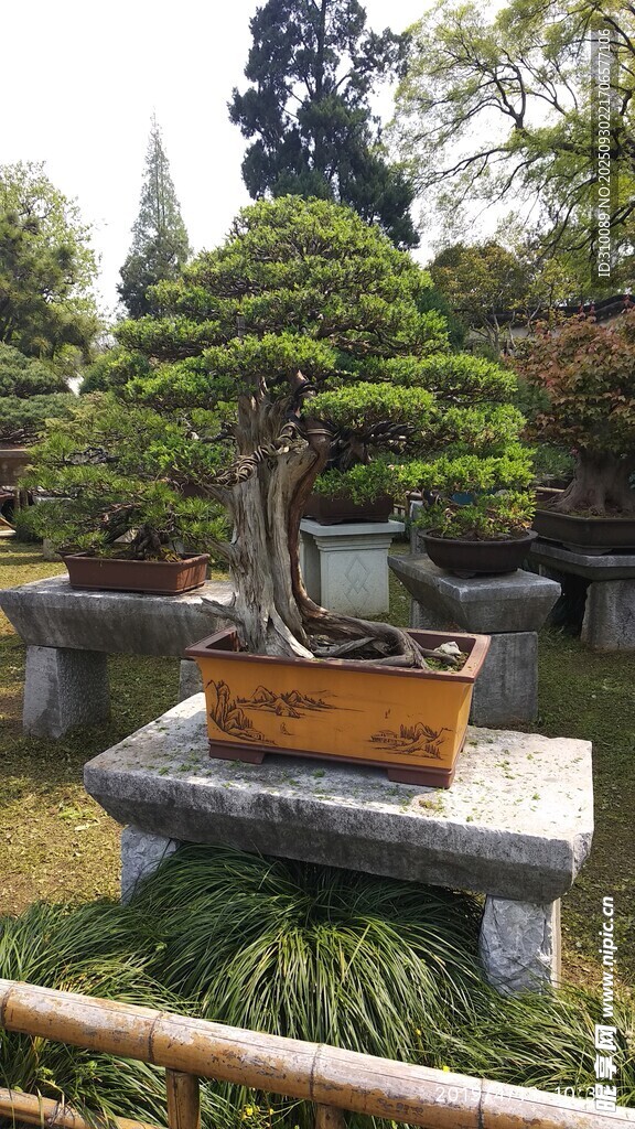 精致盆景置于園林景觀中