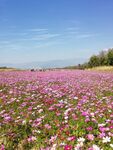 花海