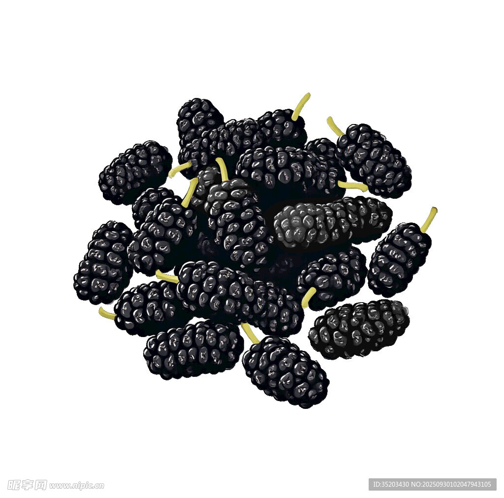 桑葚插畫