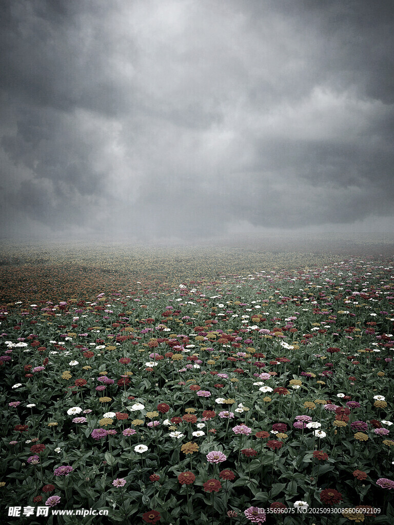 陰霾下的多彩花卉景觀