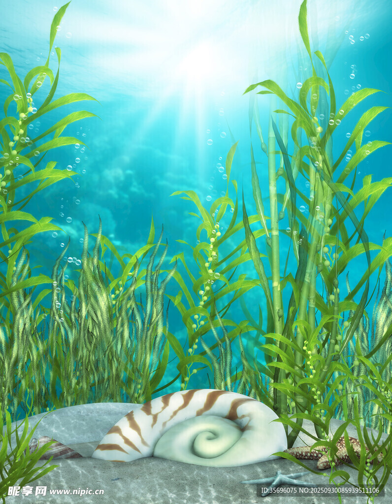 海底的貝殼與水草景觀
