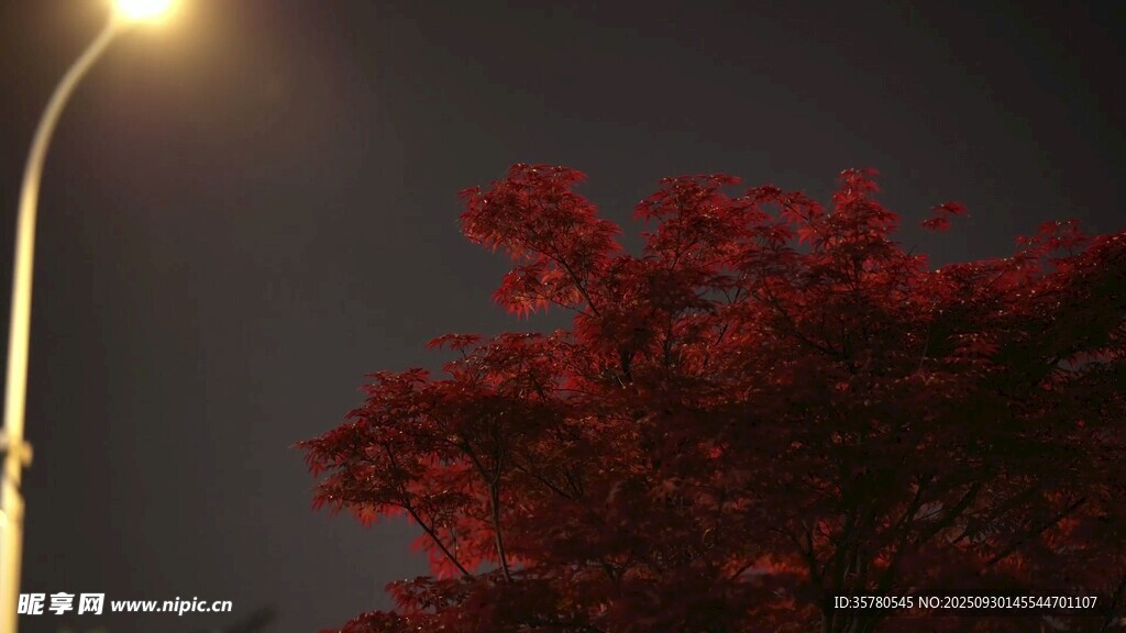 夜燈下的紅樹