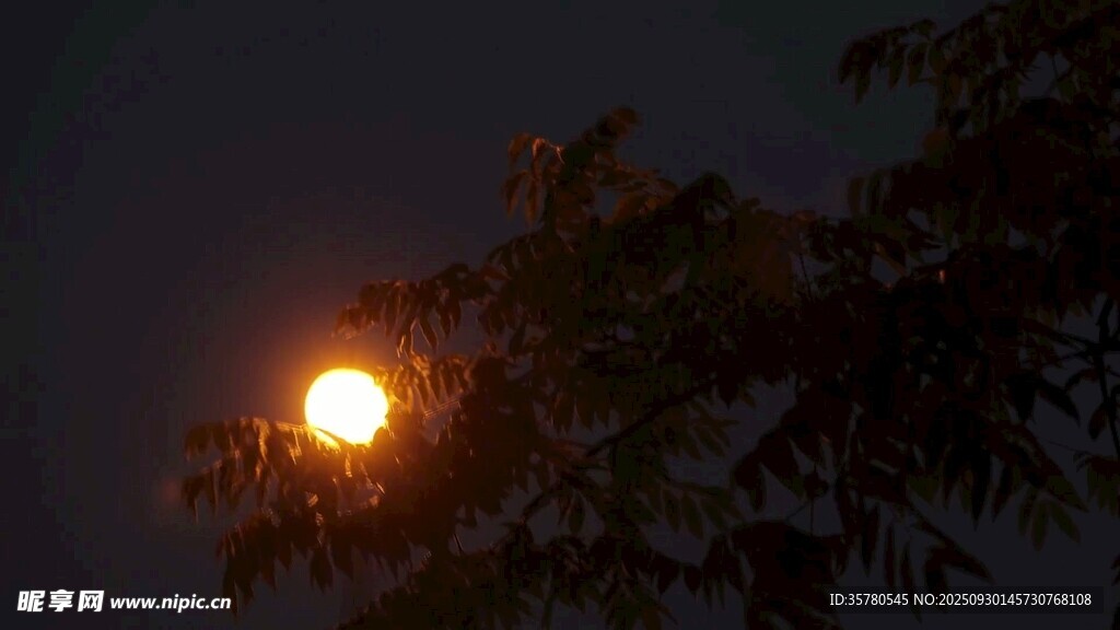 夜幕中透過枝葉的明亮圓月
