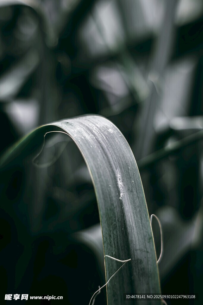 卷曲的綠色植物葉片