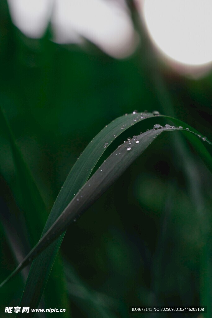帶露珠的翠綠葉片