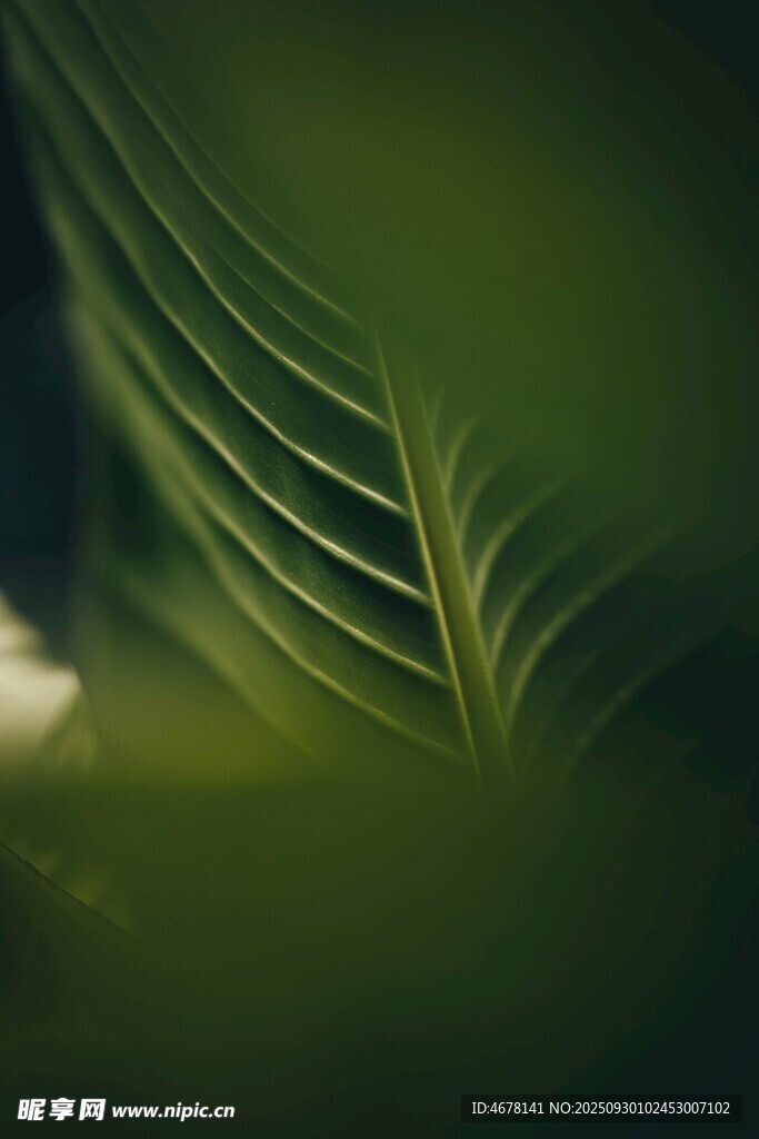 翠綠葉片的細膩紋理
