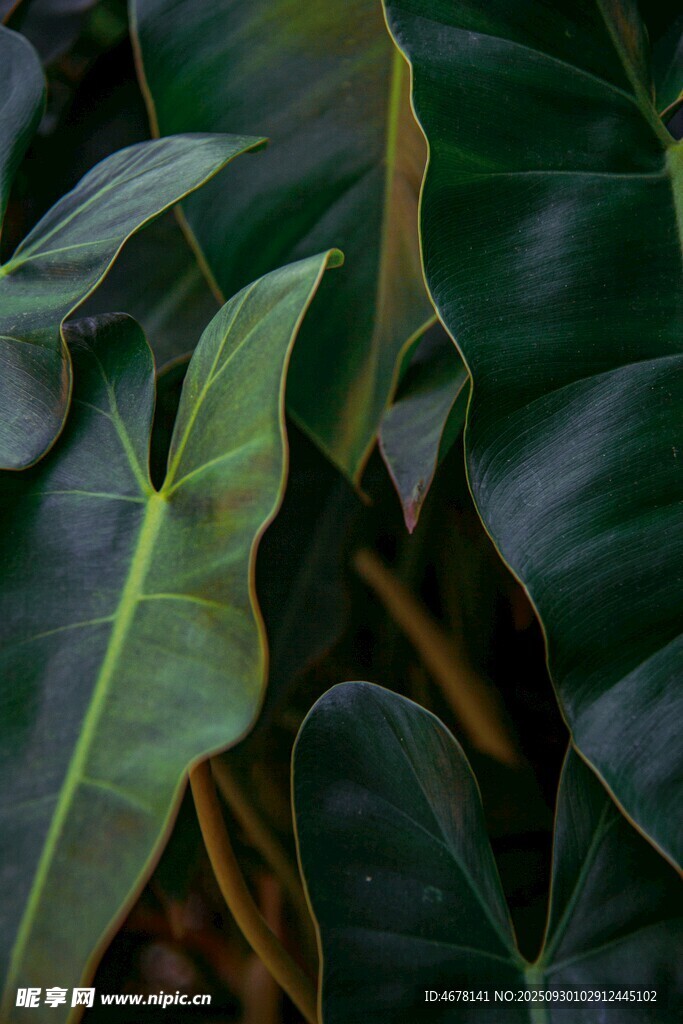 翠綠繁茂的熱帶植物葉片