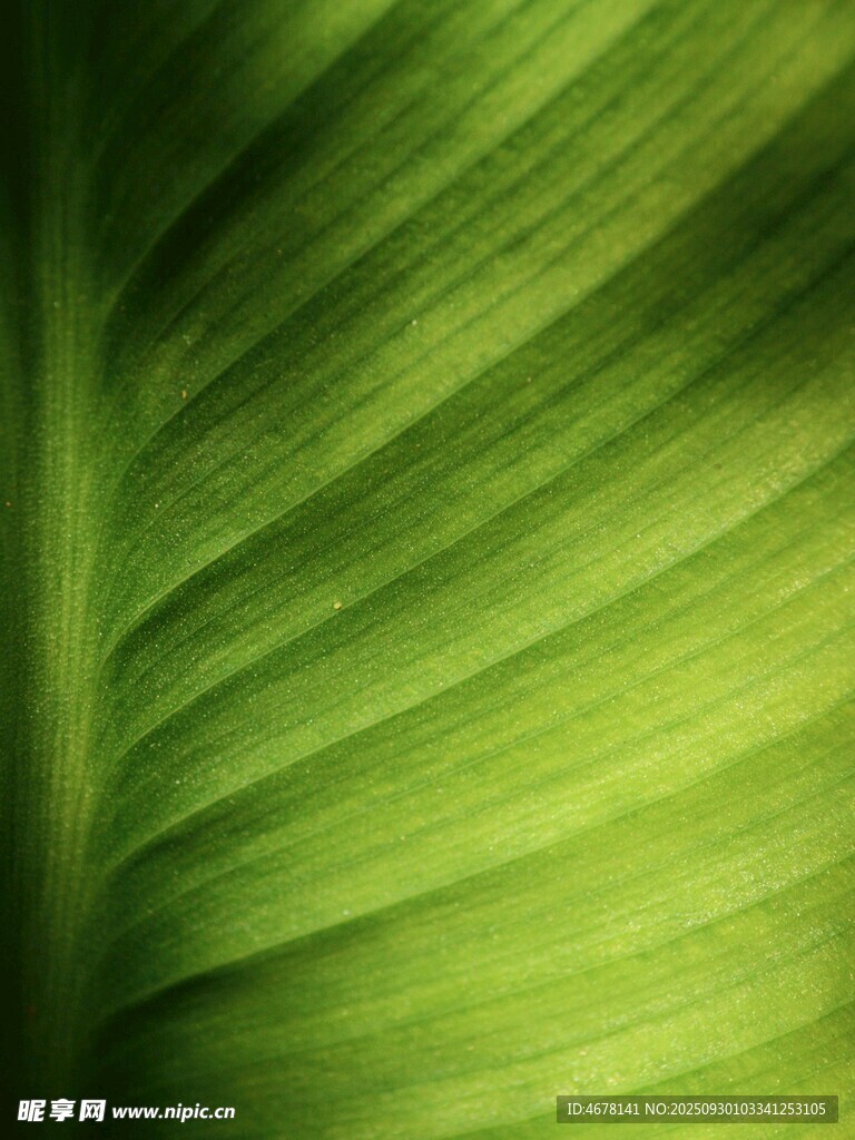 翠綠葉片的紋理特寫