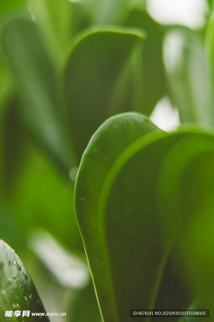翠綠欲滴的新鮮植物葉片