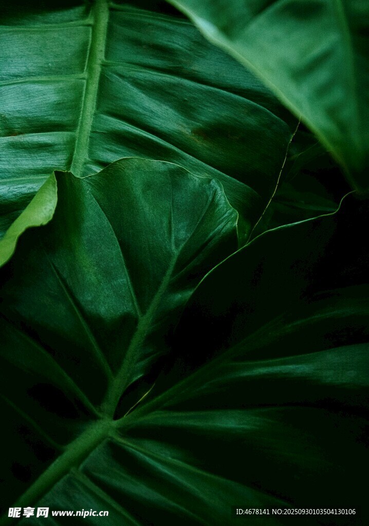 翠綠葉片特寫