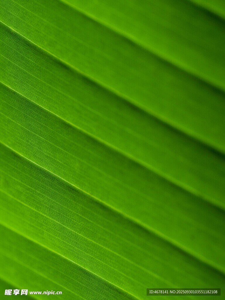 翠綠葉片紋理特寫