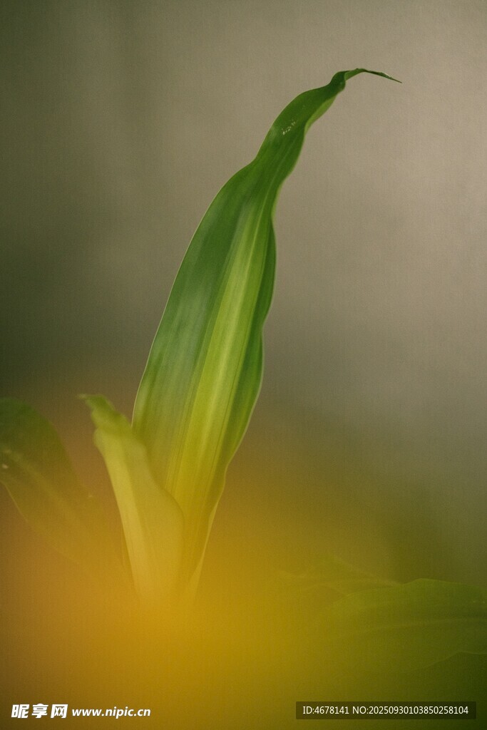 嫩綠新葉初綻
