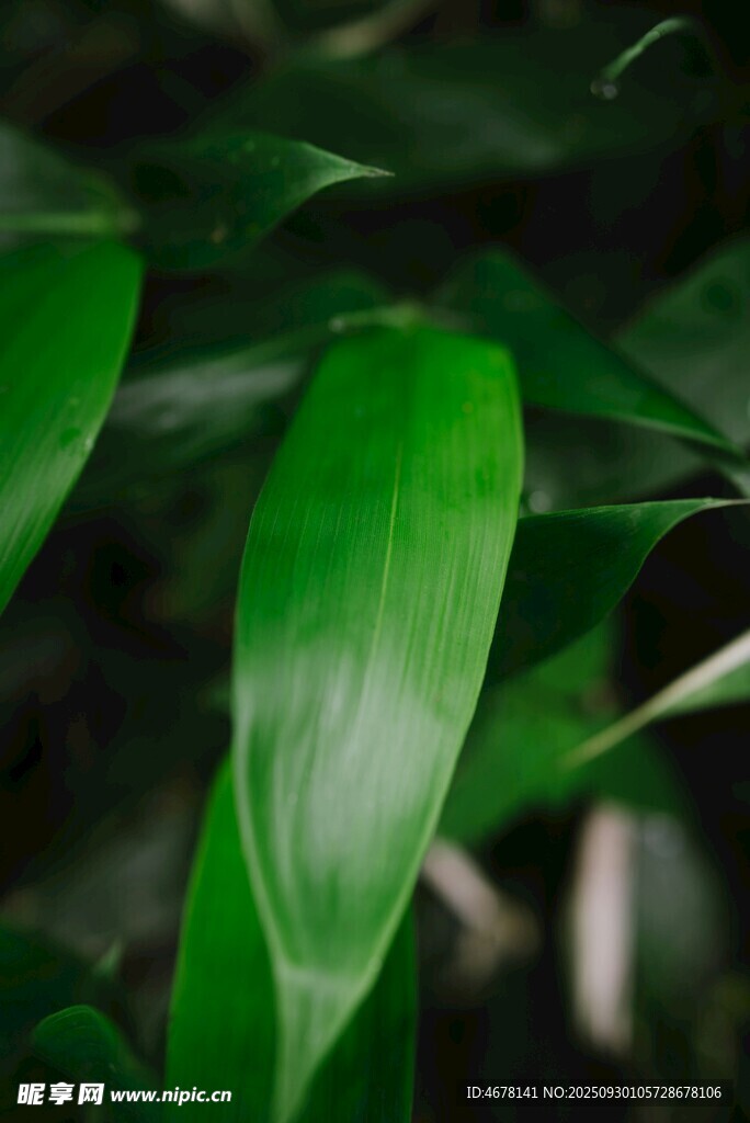翠綠葉片特寫(xiě)