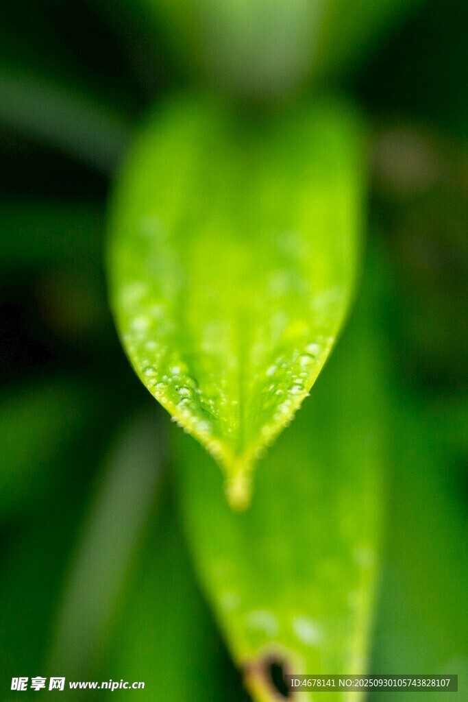 嫩綠葉片上的晶瑩水珠