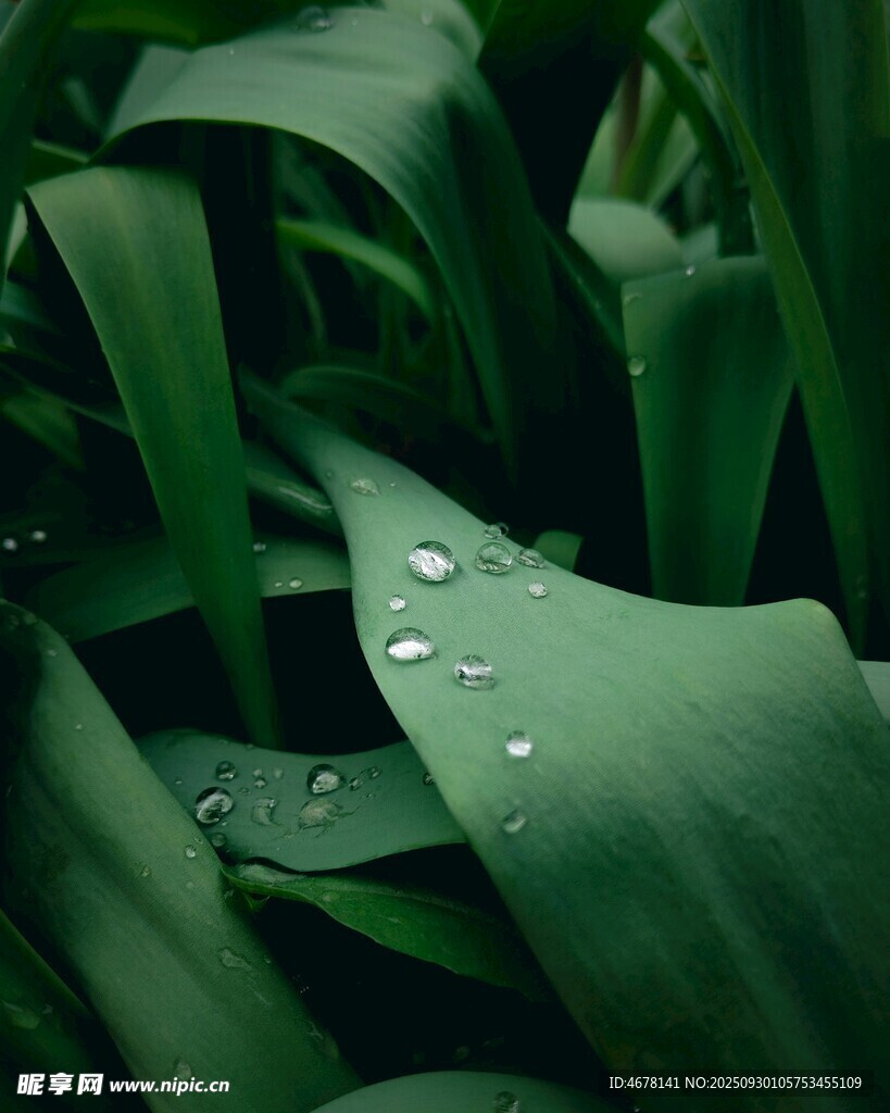 綠葉上的晶瑩水珠