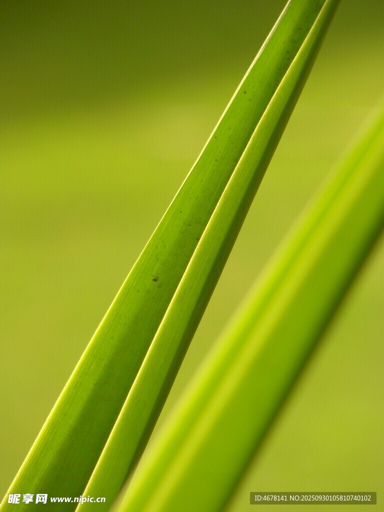 嫩綠葉片特寫