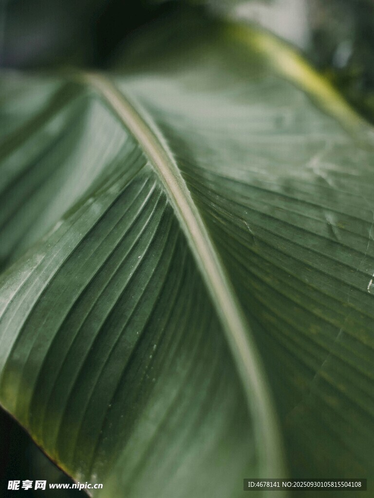 翠綠寬大的芭蕉葉紋理特寫