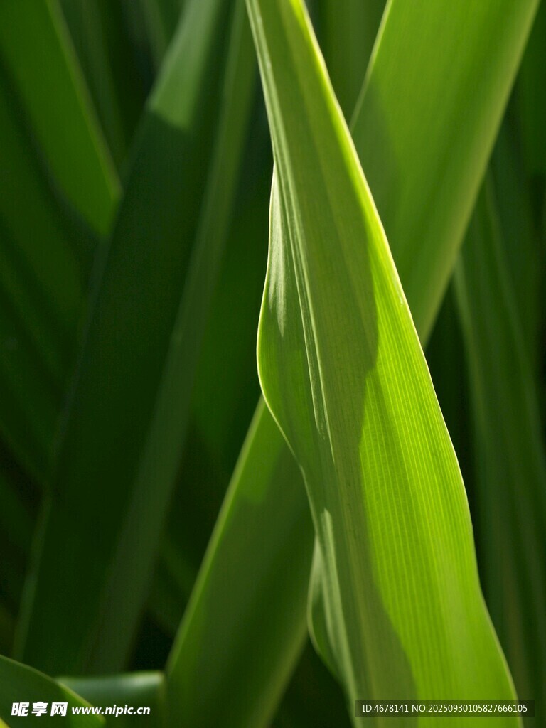 翠綠葉片特寫