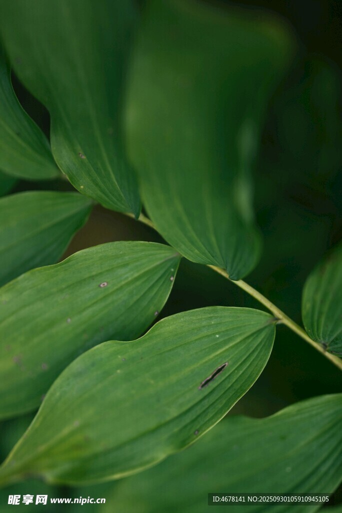 翠綠舒展的植物葉片
