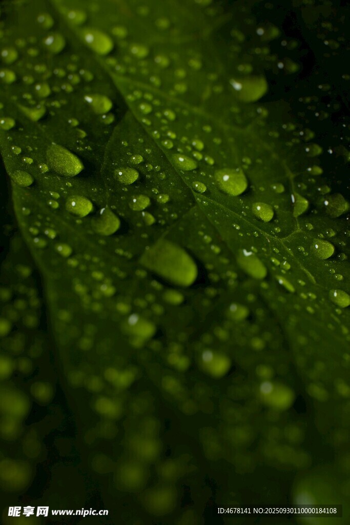綠葉上晶瑩的水珠