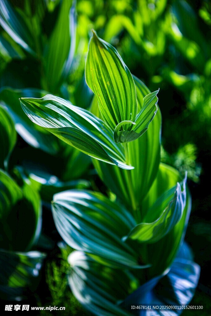 翠綠葉片的清新植物特寫(xiě)