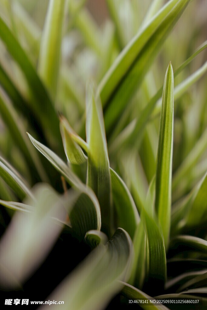 嫩綠細(xì)長葉片的清新植物
