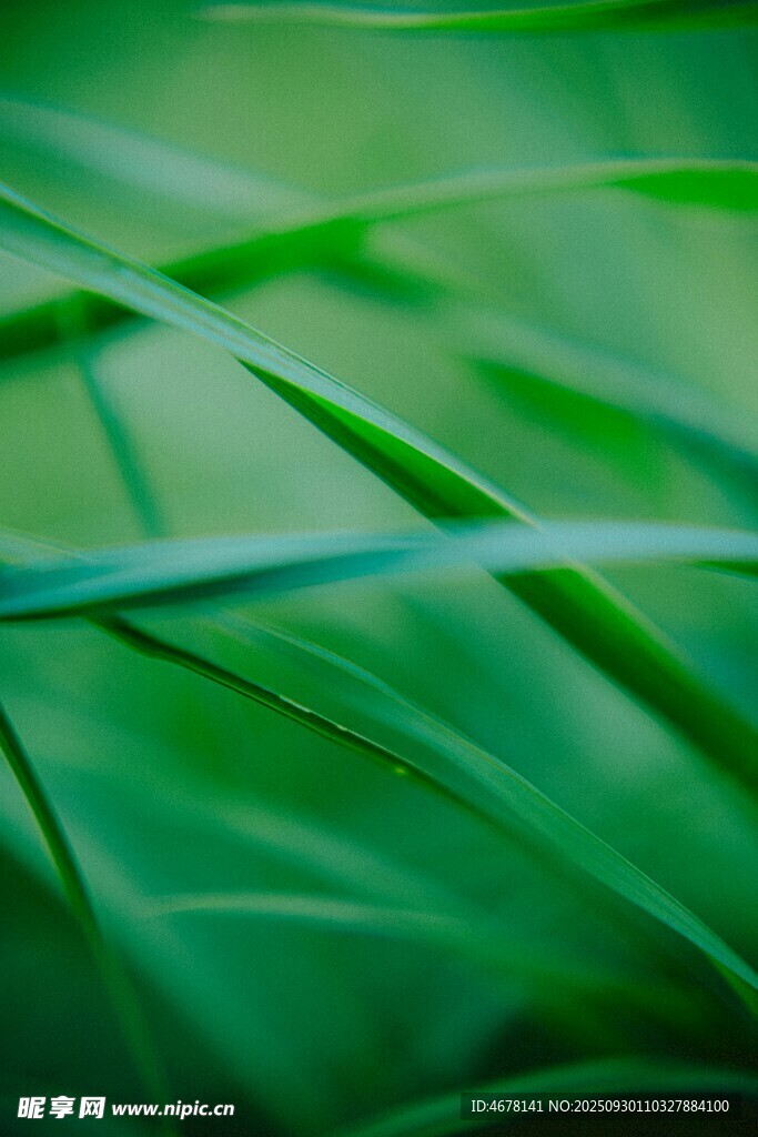 翠綠草葉特寫