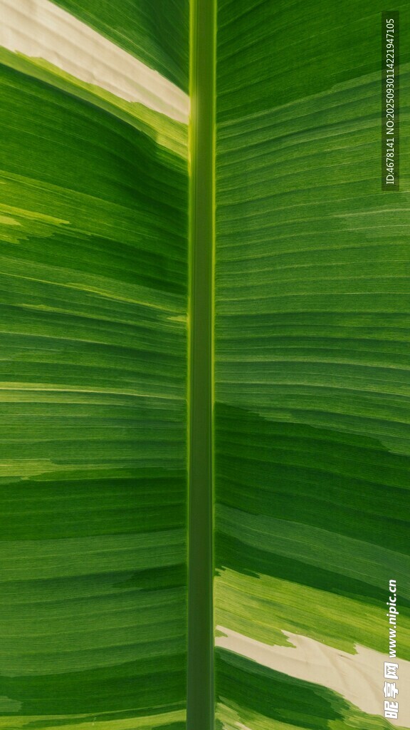 翠綠芭蕉葉紋理特寫