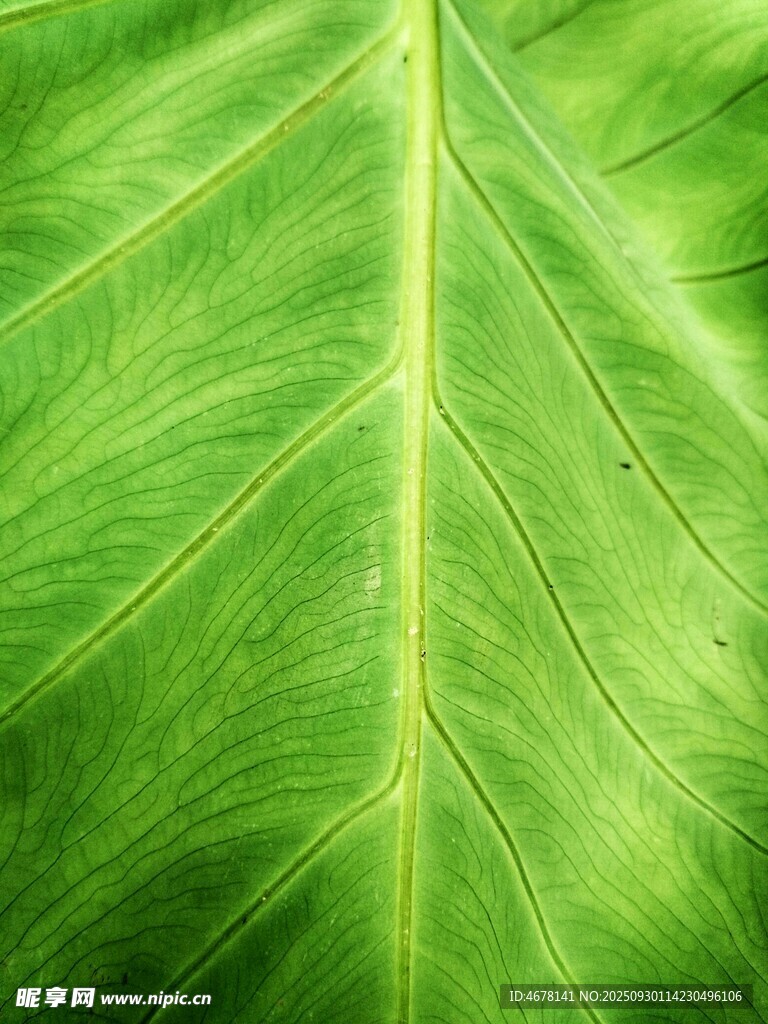 翠綠葉片的清晰脈絡(luò)