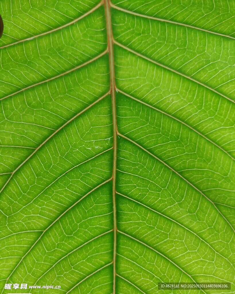 翠綠葉片的清晰脈絡(luò)紋理