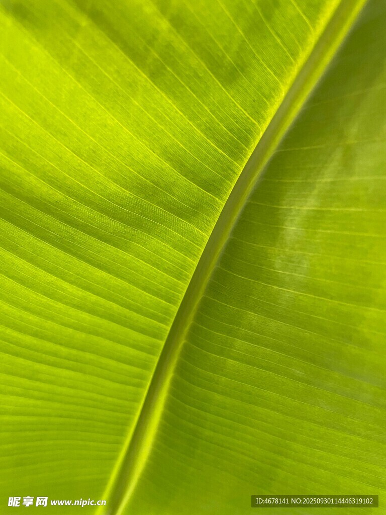 翠綠芭蕉葉紋理特寫