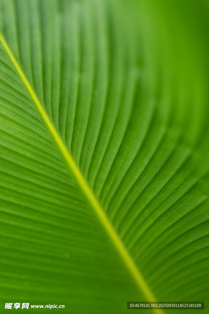 翠綠葉片的清晰紋理
