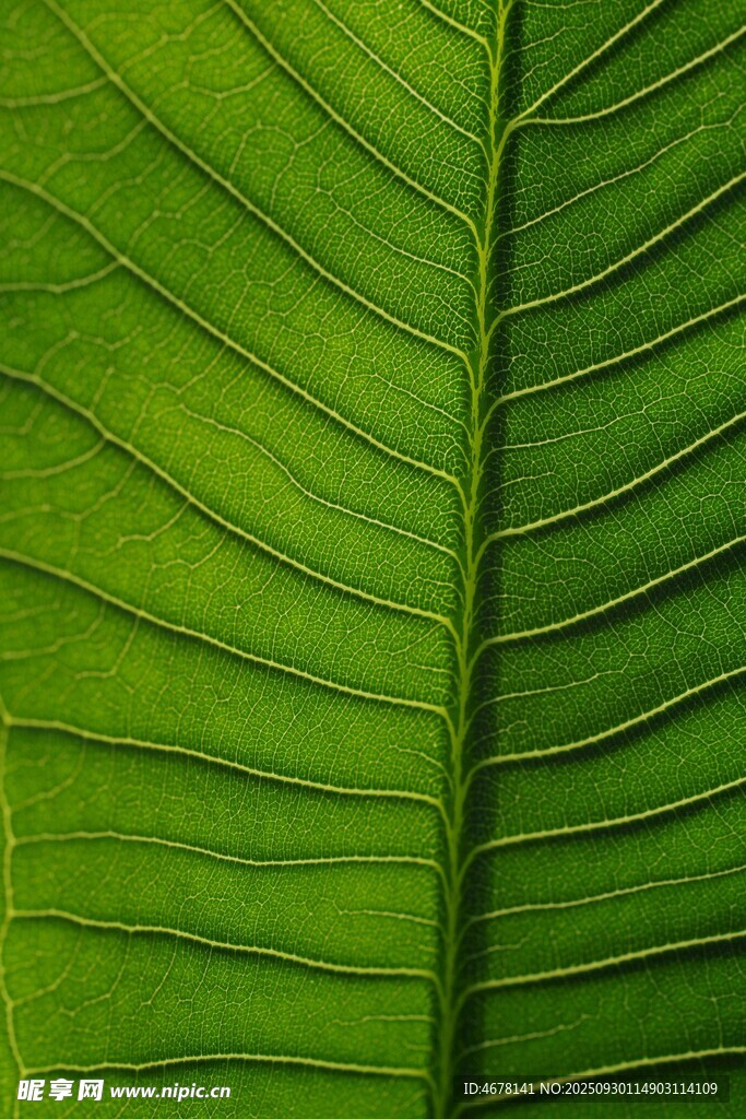翠綠葉片的獨(dú)特紋理