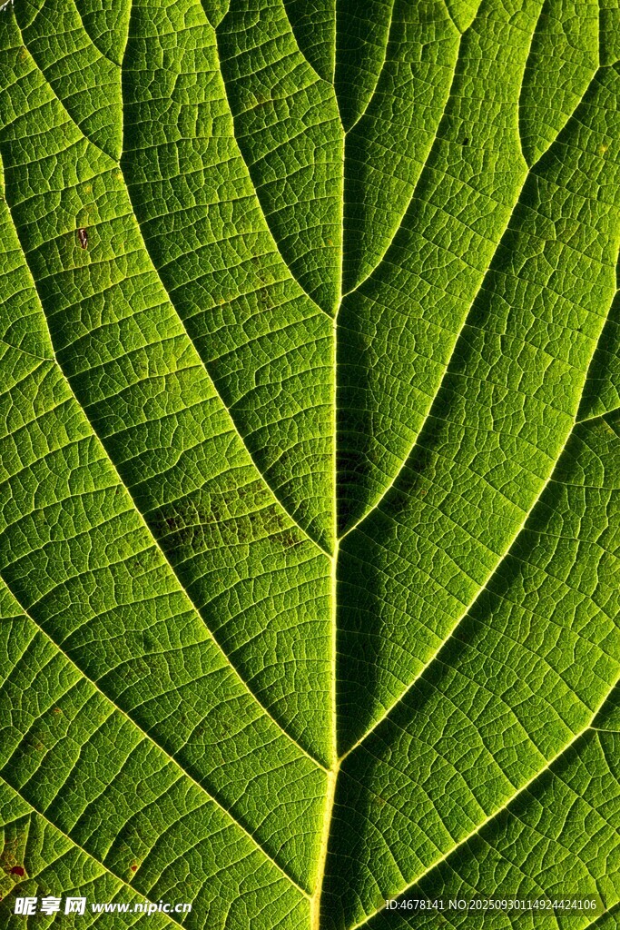 翠綠葉片的細膩紋理