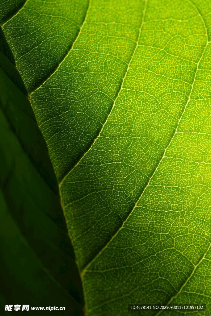 翠綠葉片的清晰脈絡(luò)紋理