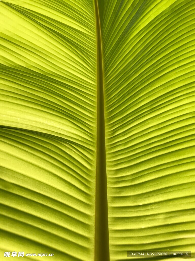 翠綠葉片的獨特紋理