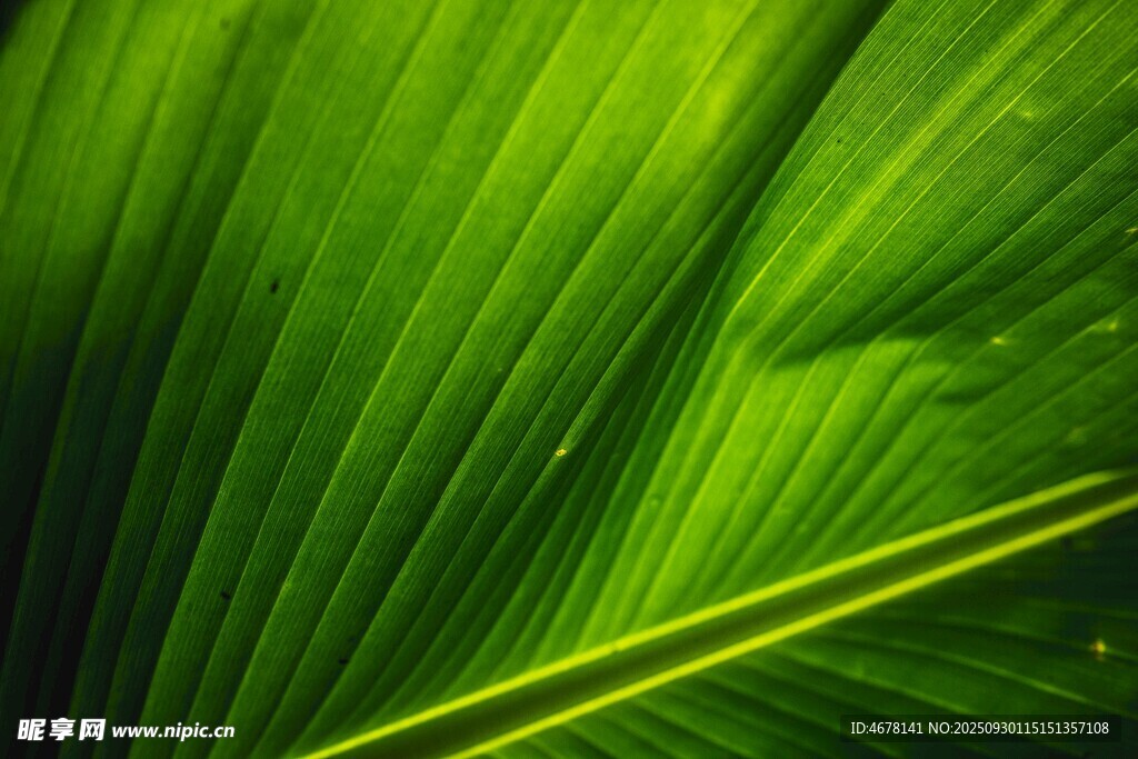 翠綠葉片的細(xì)膩紋理