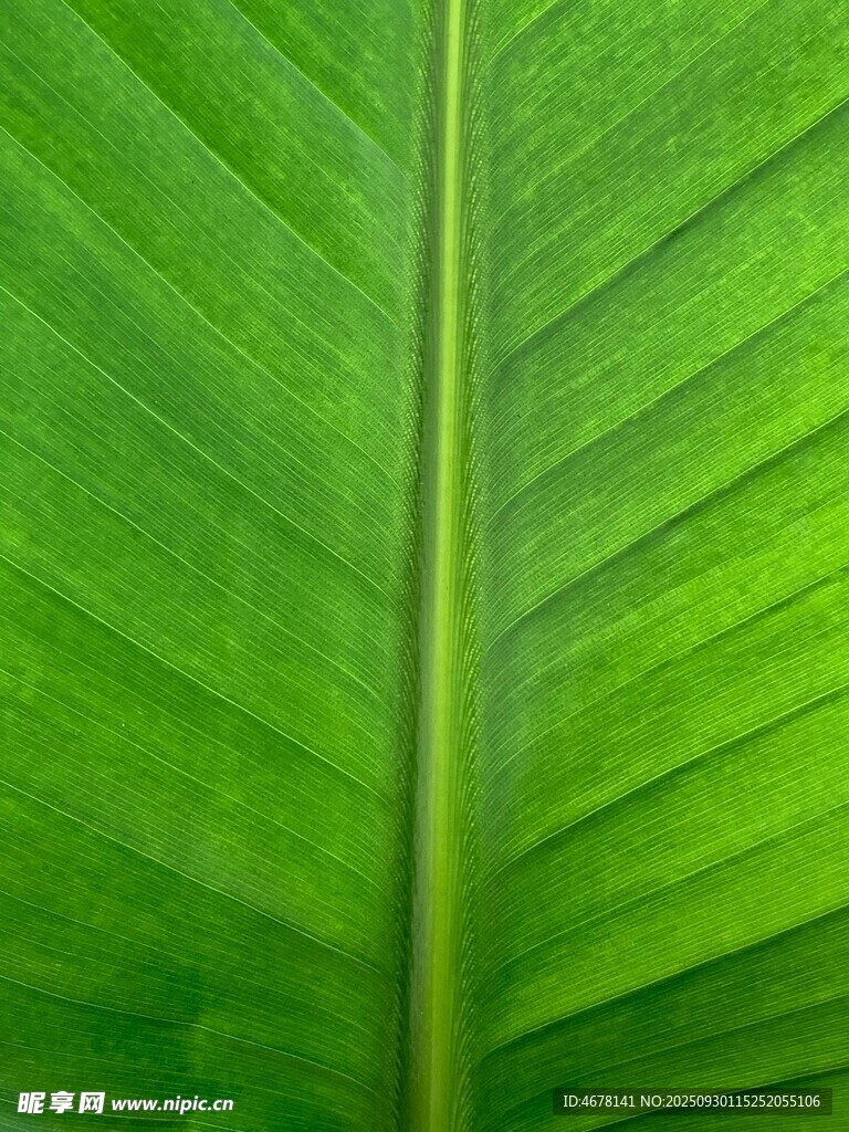 翠綠葉片紋理清晰特寫(xiě)