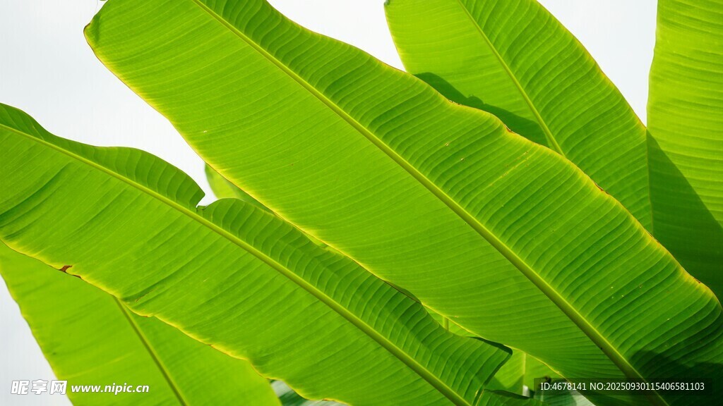 翠綠芭蕉葉特寫(xiě)